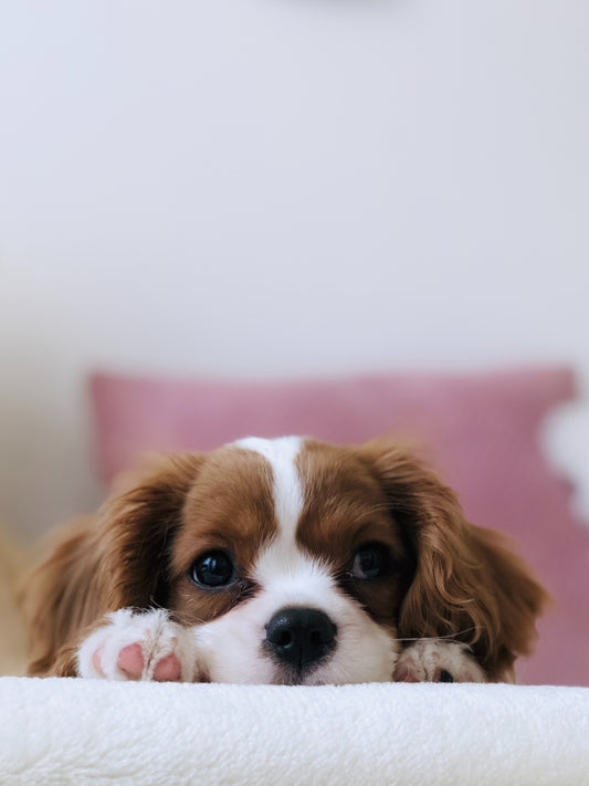 How to look after your Pet Bed