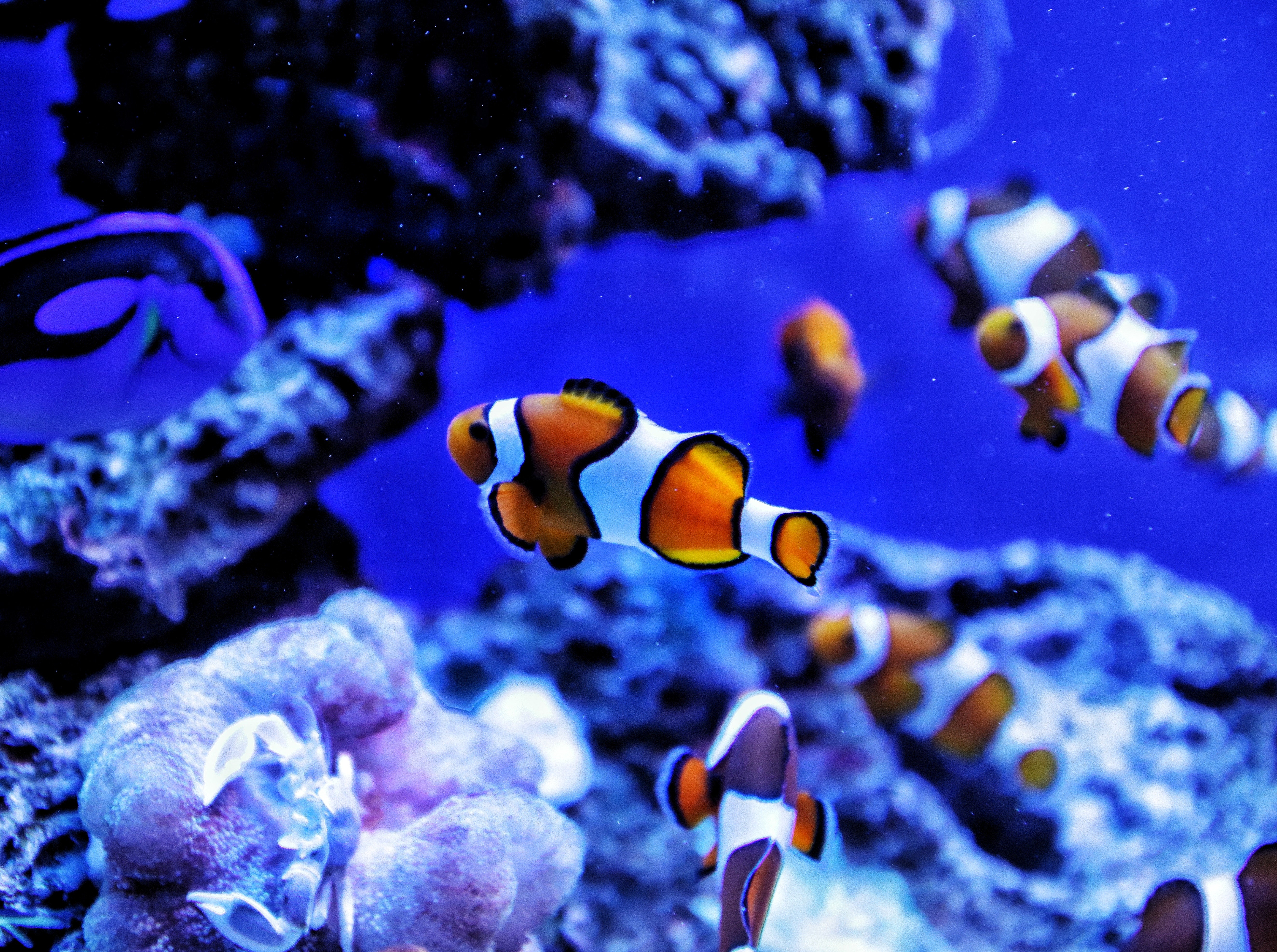 Fish Collectability Fish | Variety Trade Source