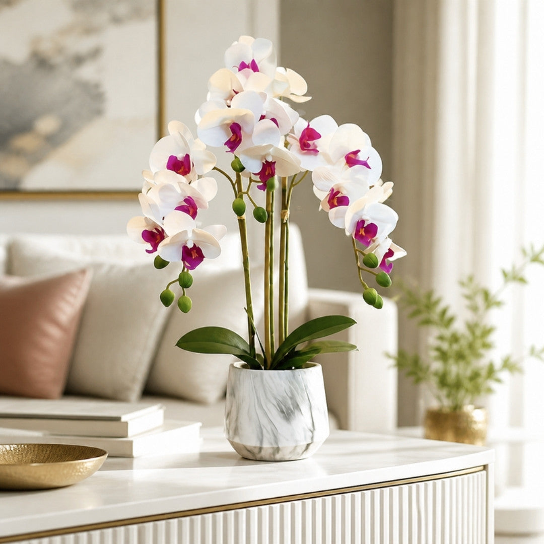 Orchid plant