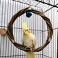 Bird Standing Frame Rattan Ring Chewing Toy Bird Cage