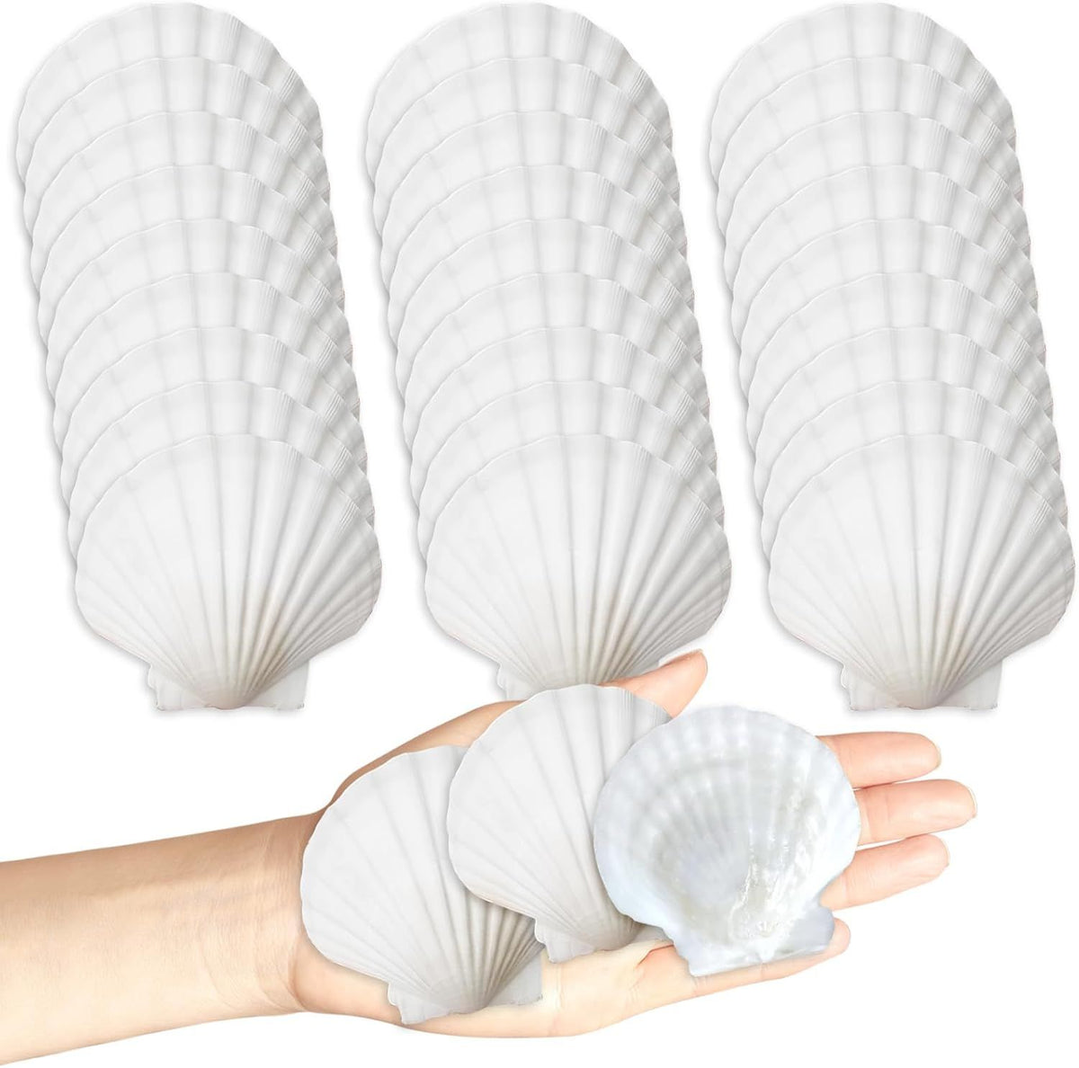 30 Pack White Scallop Seashells – 2-3 Inch Craft Shells