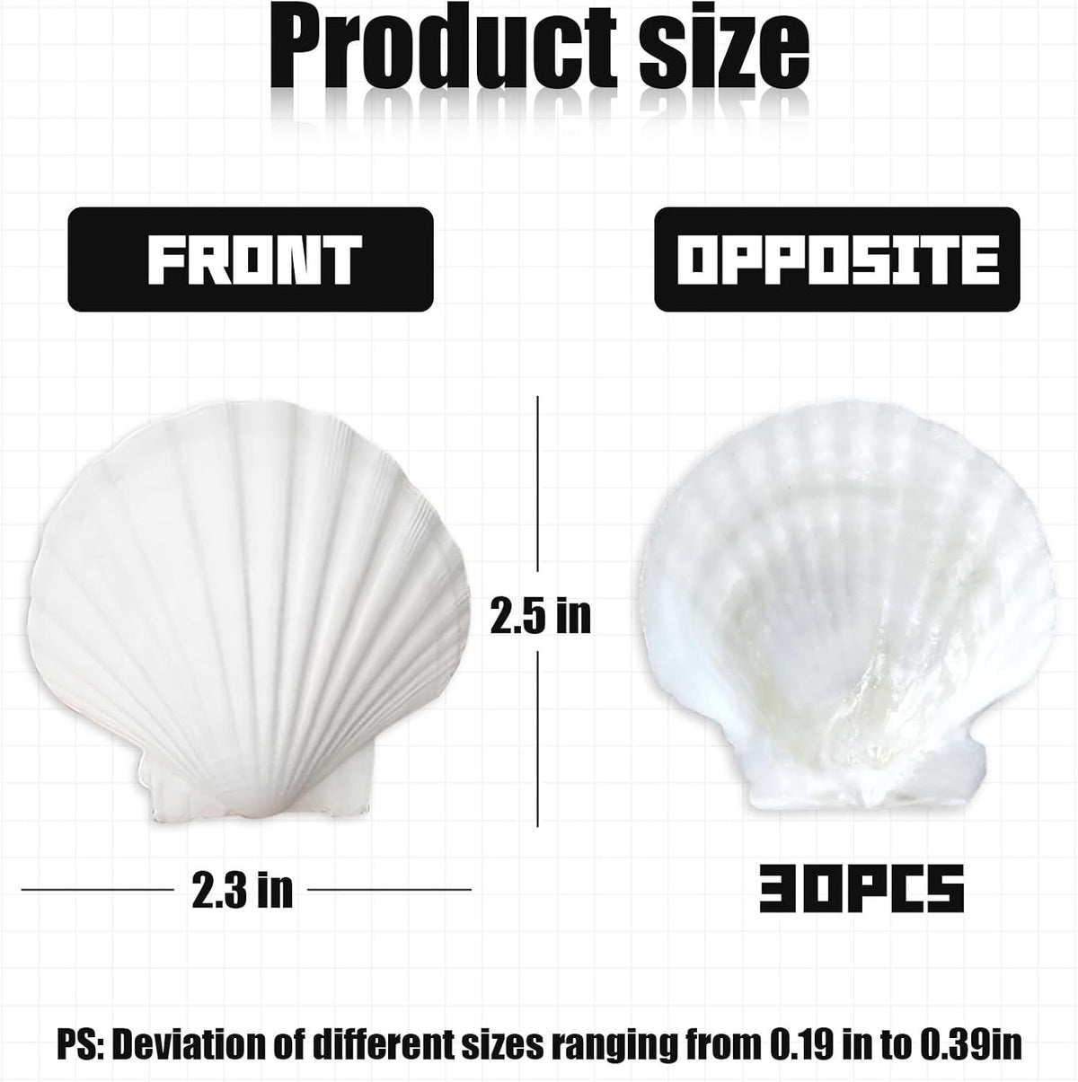 30 Pack White Scallop Seashells – 2-3 Inch Craft Shells
