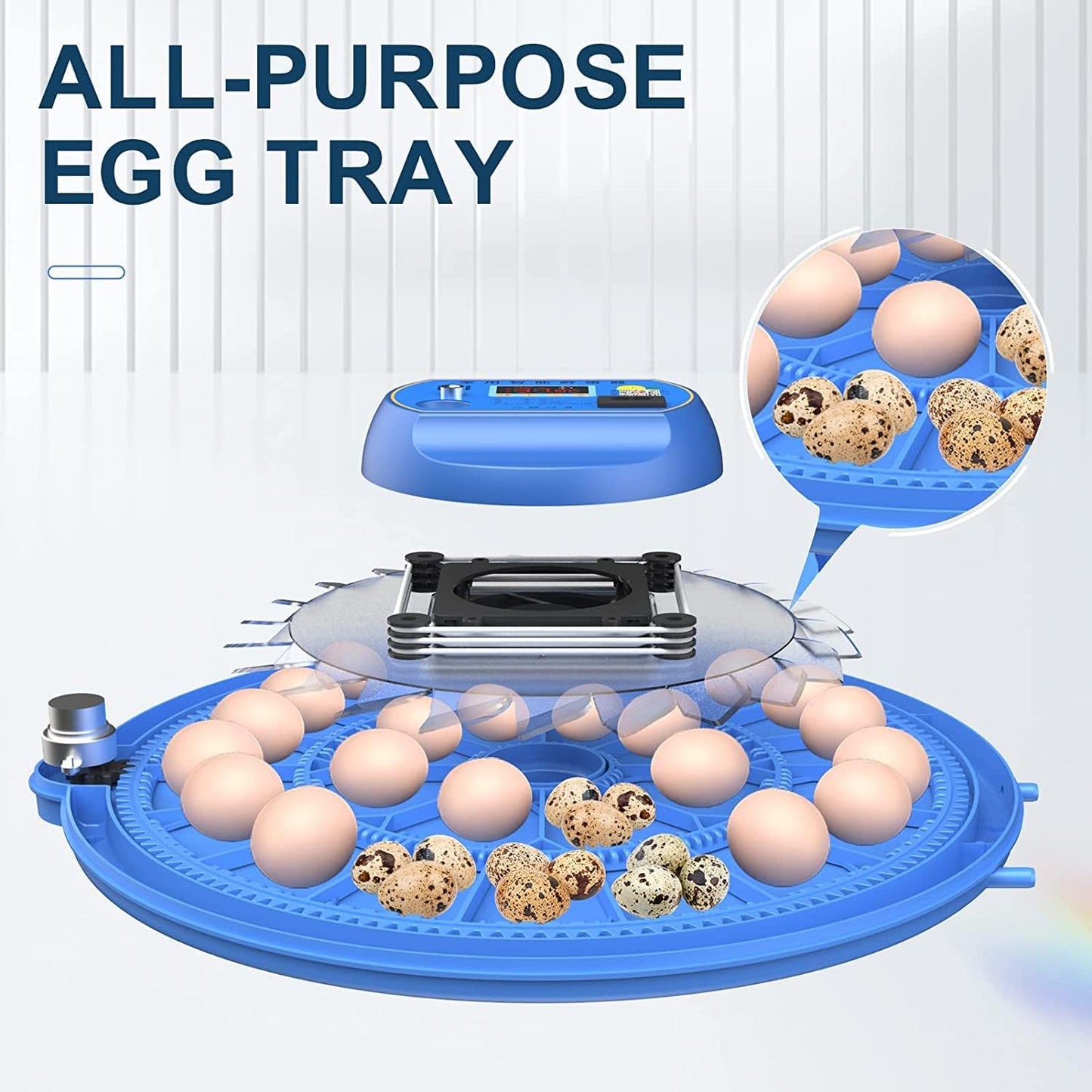 All-purpose egg tray with eggs and quail eggs on a white background