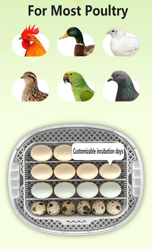 16–30 Egg Automatic Incubator with Egg Candler – Chicken and Duck