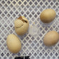 56 Egg Automatic Incubator – LED Digital Display, Chicken and Duck