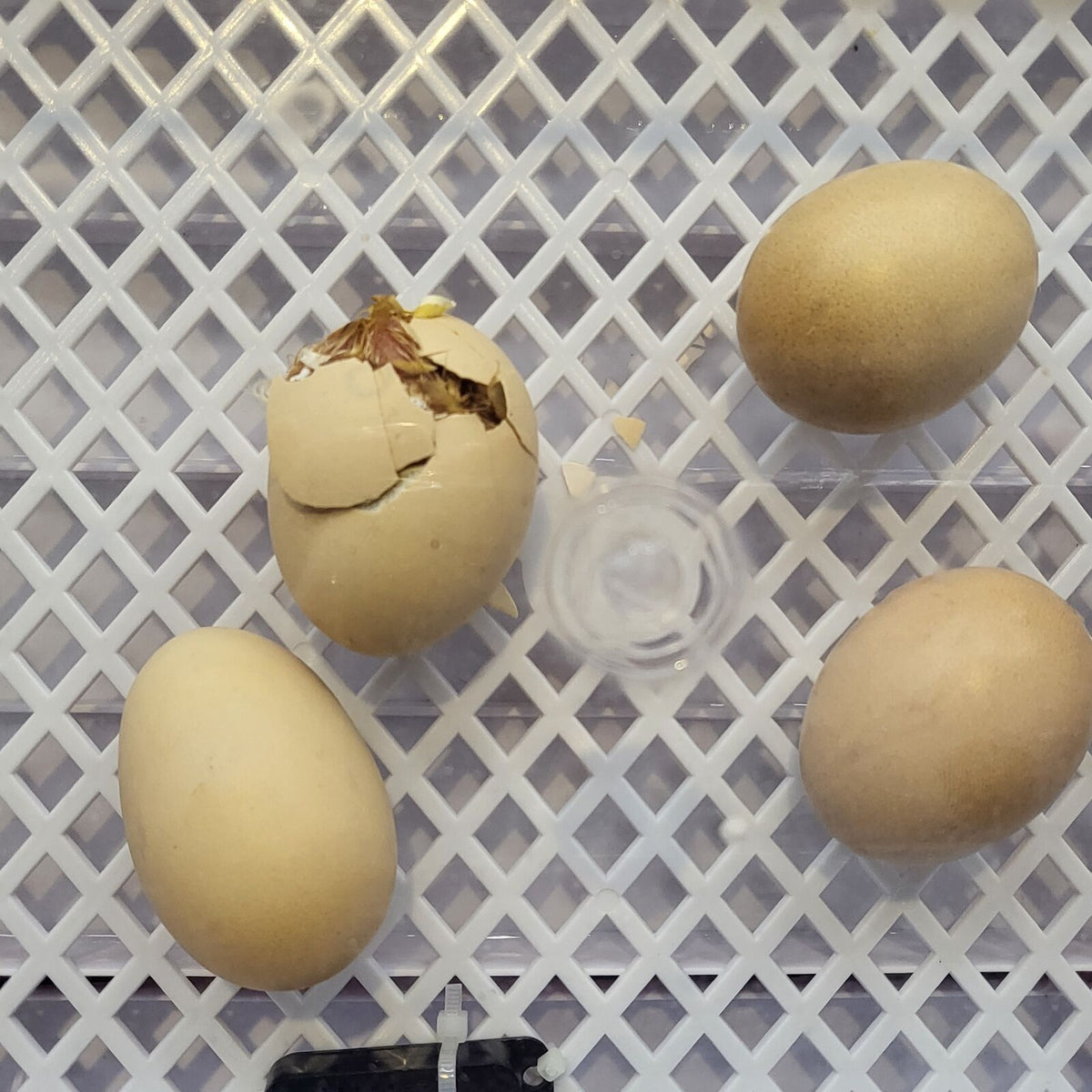 56 Egg Automatic Incubator – LED Digital Display, Chicken and Duck