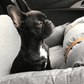 Dog Car Booster Seat for Small Dogs – Travel Bed and Seat Protector
