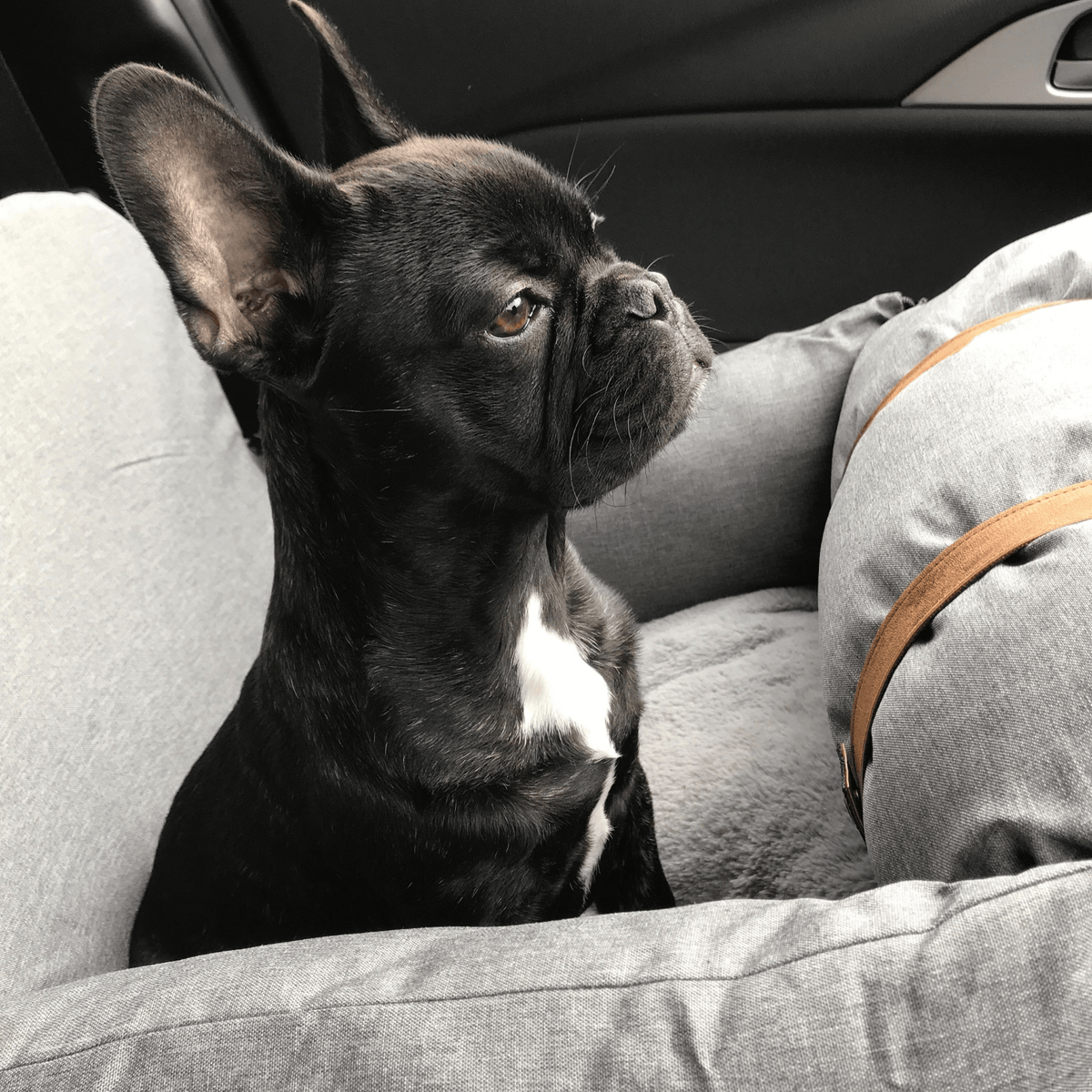 Dog Car Booster Seat for Small Dogs – Travel Bed and Seat Protector